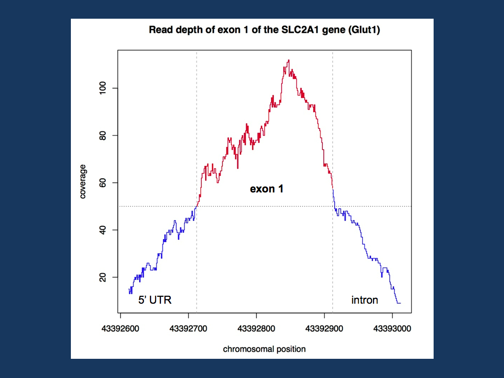 Coverage of the first exon of the SLC2A1 gene (Glut1) in a random EuroEPINOMICS exome. The first exome of this gene is well covered with a read depth of 50 and more at each base pair of the exon. 