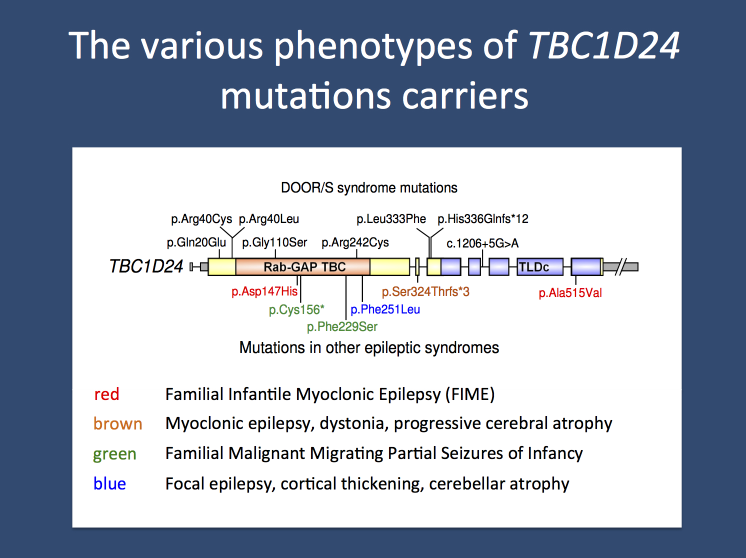 The various recessive and compound heterozygous epilepsy phenotypes due to mutations in TBC1D24.  
