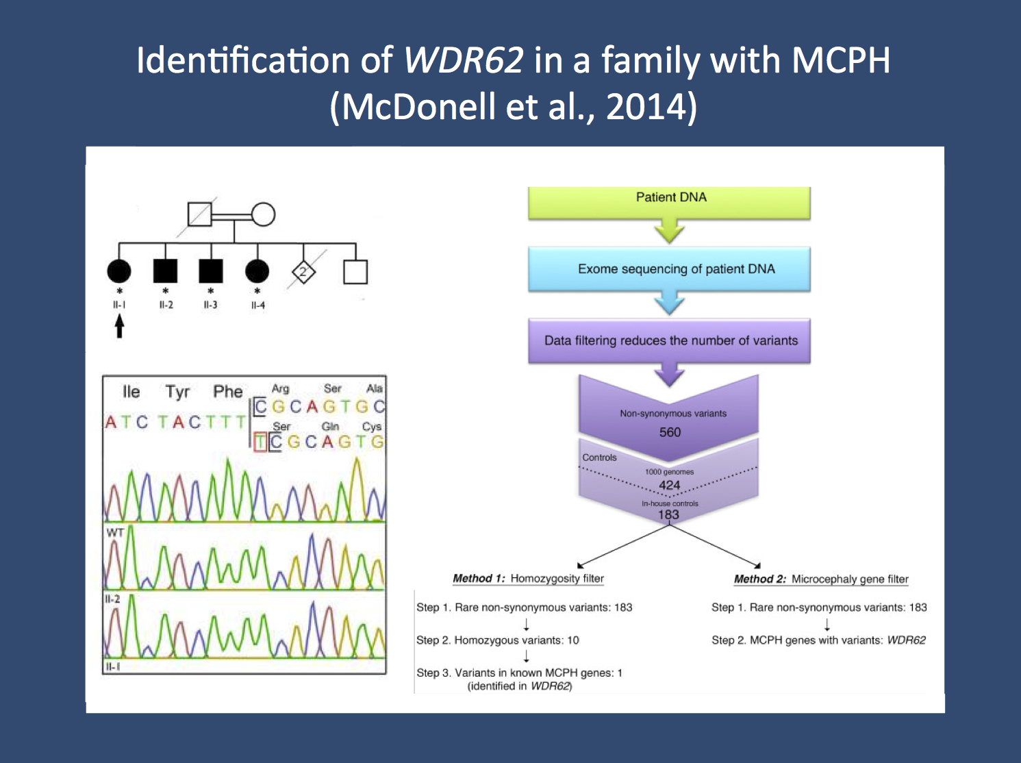 Analysis strategy in the publication by McDonell and collaborators. The researchers looked for the cause of the primary autosomal recessive microcephaly (MCPH) in a family with four affected siblings (upper left corner). They performed exome sequencing in one family member and used stringent filtering to zoom in on the culprit mutation, a homozygous single base pair insertion in WDR62 (right panel). This mutation was confirmed through Sanger sequencing (lower left panel). The figure was adapted from the open access publication by the authors under a creative commons licence. Source: http://www.biomedcentral.com/1471-2377/14/22)  