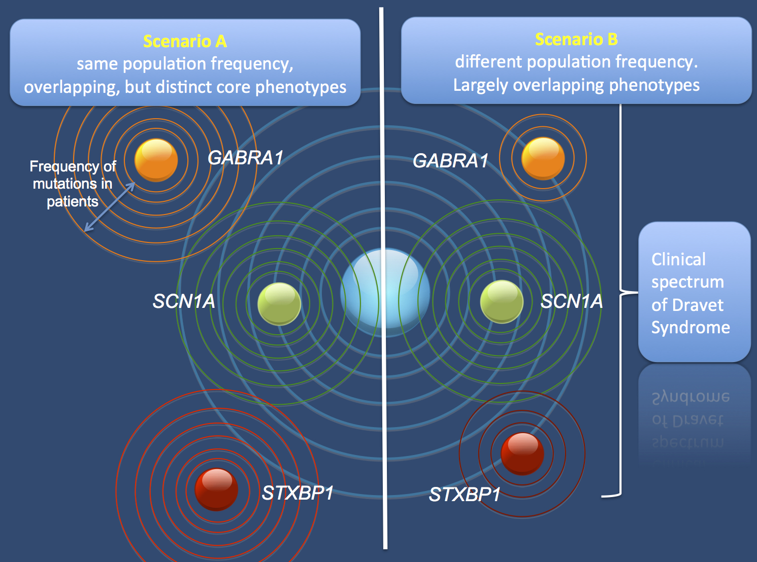 The two scenarios on how mutations in SCN1A, GABRA1, and STXBP1 may result in Dravet Syndrome. According to Scenario A, all mutations have an equal probability of occurring, but the phenotypic range is different. The “core phenotype” would describe the most characteristic phenotype with these mutations, but may be different for all three genes. According to Scenario B, the phenotypic range is similar, but the mutations have different probabilities of occurring. Scenario B would stipulate that all phenotypic differences suggested so far for these genes might be the results of recruitment bias. According to the recent literature, Scenario A is favored over Scenario B. 