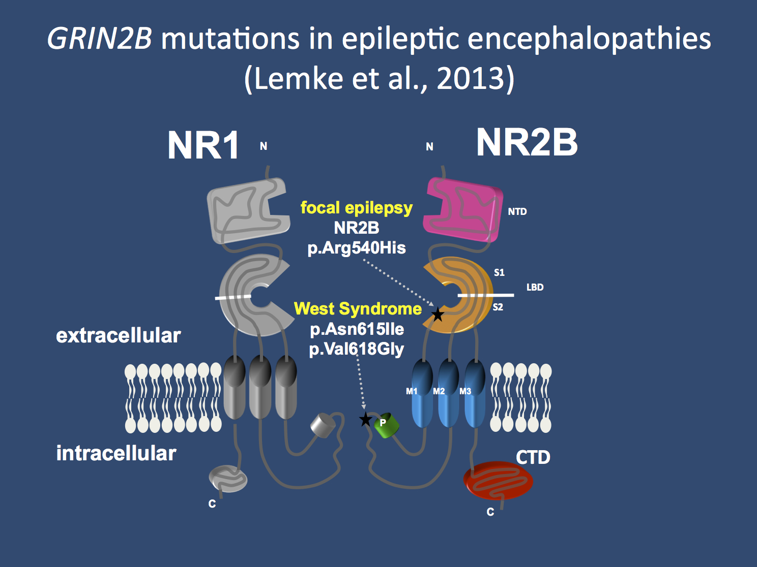 2B or not 2B – mutations in GRIN2B and Infantile Spasms | Beyond the Ion  Channel